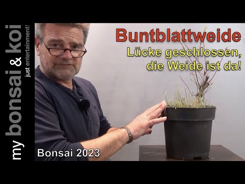 Bonsai 2023-17 - Buntblattweide - Lücke geschlossen, die Weide ist da!