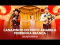 CANARINHO DO PEITO AMARELO POMBINHA BRANCA Di Paullo Paulino Geração Modão Pot Pourri