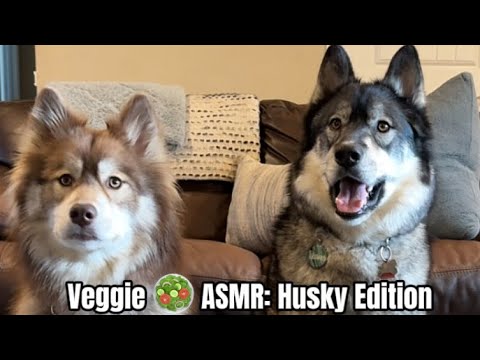 Huskies try veggies and it goes SO WRONG 😅