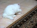 Персидский котенок Барсик 