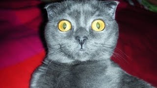 Самые смешные коты в мире #1
