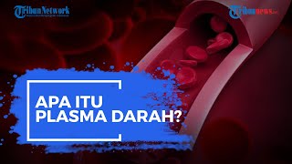 Apa Itu Plasma Darah?