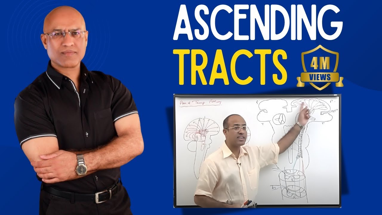 Spinothalamic Tract | Ascending Tracts | Spinocerebellar Tract  | Neuroanatomy