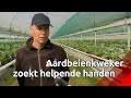 Aardbeienkweker vreest voor tekort aan plukkers door coronavirus