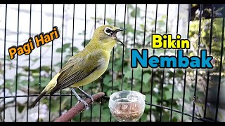 Download lagu Pleci GACOR Di Pagi Hari Untuk Pancingan Pleci Cepat Nembak mp3 Download lagu Pleci GACOR Di Pagi Hari Untuk Pancingan Pleci Cepat Nembak mp3