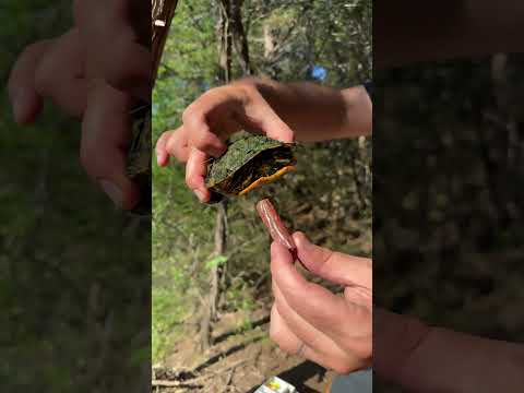 POV, a Feeding, fat turtles ￼
