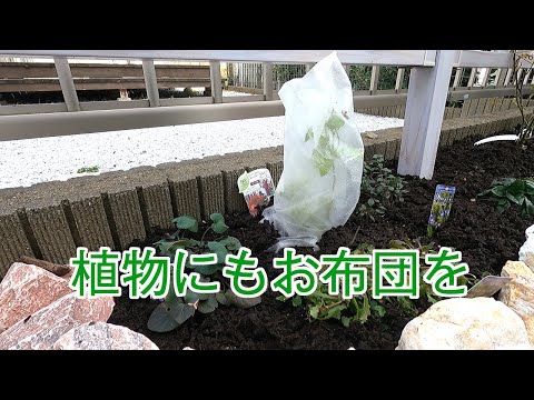 水仙が雪の中から出てくる