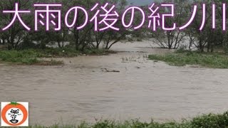 preview picture of video '【 うろうろ和歌山 】 紀ノ川 川辺橋 あたり 台風11号 の 大雨 の後の 和歌山県 和歌山市'