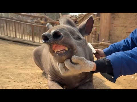 Les animaux comiques ne manquent jamais de nous faire rire