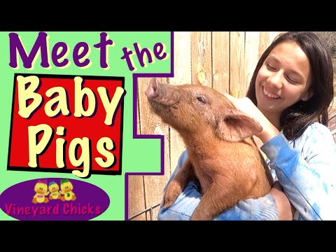 New Pigs!!! / Guess Who Is The Best Pig Catcher? /...