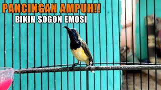 Download lagu Sogon Bahan manapun dijamin langsung Nyaut Bunyi |  CUKUP 1 MENIT❗ mp3