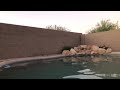 Bats Drinking From Pool In Surprise Arizona