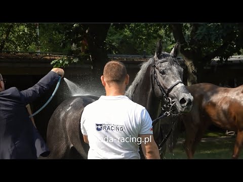 Gon. II (Traf Warsaw Mile) - 20.08.2023 - Salsabil II (No Risk Al Maury - Gifara)