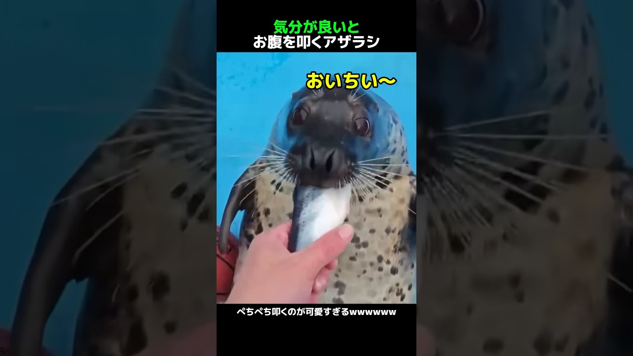 気分が良いとお腹を叩くアザラシ