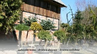 Drzewa iglaste drzewa liściaste krzewy Wrzesina Szkółka drzew Warmeko