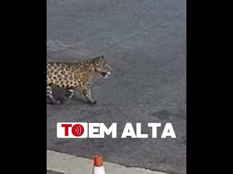 Surpresa na Usina de Lajeado! Câmeras registraram uma onça-pintada atravessando hidrelétrica