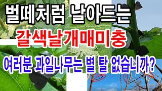 과수 병충해, 과수 해충 방제, 벌떼처럼 날아드는 갈색날개매미충. 여러분의 과일나무는 별탈 없습니까?(과수 …