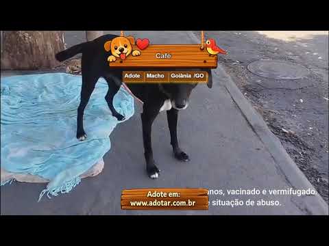 Vídeo de Café