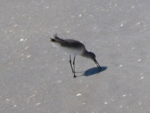 Sandpiper on Sanibel FL SWFL