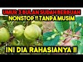 RAHASIA TERBONGKAR ‼️ CARA MEMAKSA JAMBU KRISTAL CEPAT BERBUAH LEBAT TANPA MUSIM