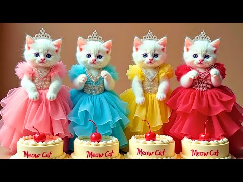 बिल्ली डांस | Cutest Cat videos funny dance🤣💃Videos for cats #funny #dancingcat #cat @Meow_cat99