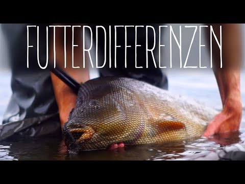 FUTTERPLATZVERGLEICH || PARTIKEL oder BOILIE - SCHUPPENKARPFEN oder SPIEGLER? || Karpfenangeln