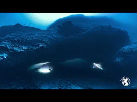 Great Hammerhead Shark – Tamataroa Ep.8 - Tikehau’s shark cave – Blancpain