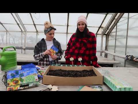 Pierwsze wysiewy warzyw w lutym - seler, por i cebula