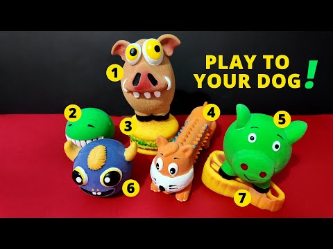 7 Squeaky Toys to Make Your Dog Go Crazy 🐶