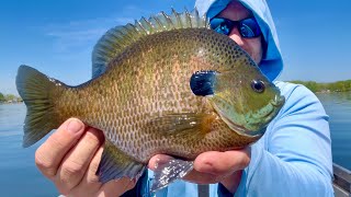 This Lake has so many GIANT BLUEGILL in it!