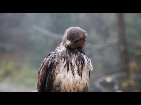 FCP Zoom Transitions | Apple Motion Template