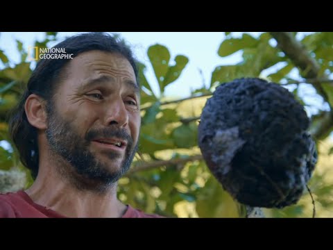 Gdyby nie ten owoc, umarłby z głodu! [Plemienna szkoła przetrwania]