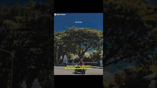 Download lagu Story wa 30 detik | Banyuwangi mp3 Download lagu Story wa 30 detik | Banyuwangi mp3