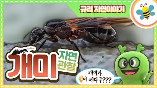 자연관찰 개미ㅣ개미가 가장 힘이 센 곤충이라고?????ㅣ자연관찰ㅣ곤충백과ㅣ튼튼영어ㅣ규리자연이야기