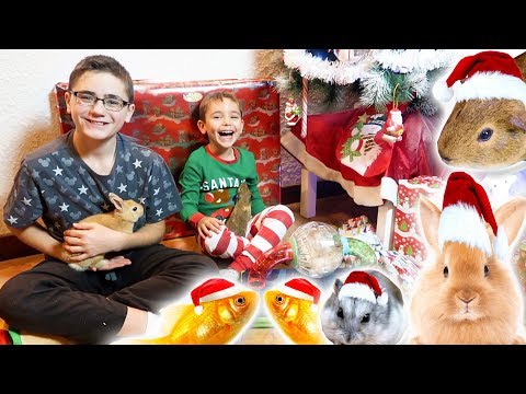 OUR ANIMALS' CHRISTMAS GIFTS ♡