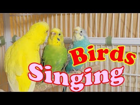 10 Hr Happy Singing & Eating Parakeet Budgies Birds, Reduce Stress of Lonely Quiet Birds