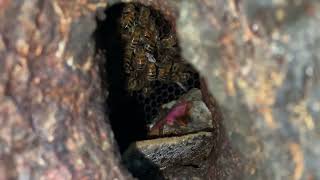 Someone stuffed garbage into 5 year old wild honeybee nest. Sick.