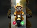 Cute Bike Baby Cat Calling Ringtone Sad Calling Cat Calling Call Ringtone Video Viral Cats
