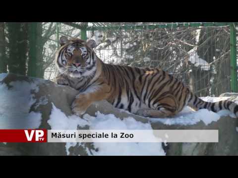 Măsuri speciale la Zoo