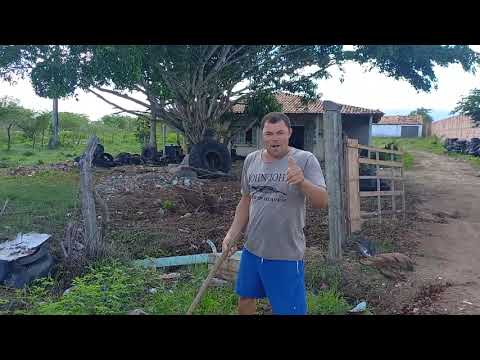 Esse é o popular galego do cocho de Itabaiana Sergipe 