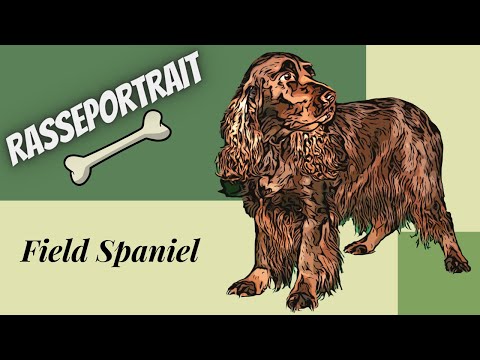 Field Spaniel   - Video Rasseportrait
