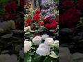 Red ♥️ Waite roses #viralvideo #shortsvideo #rose #flowers