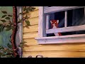 O Cão E A Raposa 11