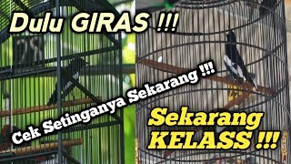 Download lagu CEK SETINGANYA !!! KACER GIRAS HILANG FIGHTER JADI JAWARA GANTANGAN mp3