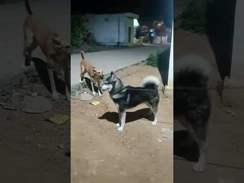 Siberian Husky attack in street dog😱😨 🐕