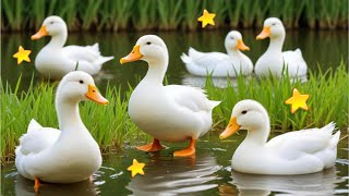 Bebek Lucu Melompat danTerbang Minum Air Dikolam Warna Pelangi