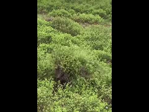 Ghillie suit perfectly hides in grass #ghilliesuit #military #camouflage