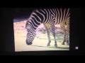 Barney Let S Go To The Zoo Song 4 Have A Snack