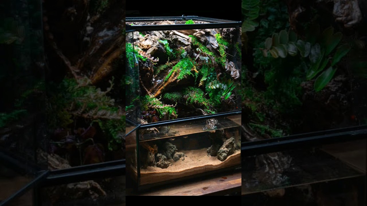 The Guide to Creating a Perfect Paludarium 🌿
