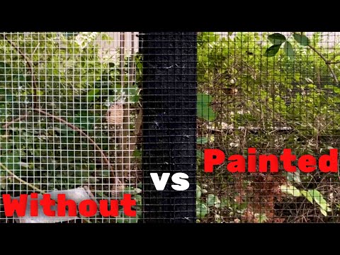 Paint Your Aviary Mesh Black | Best Tip for a Clear View of Birds